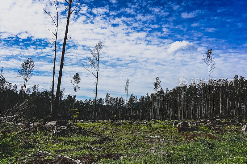 澳大利亚一座被烧毁的古老森林。