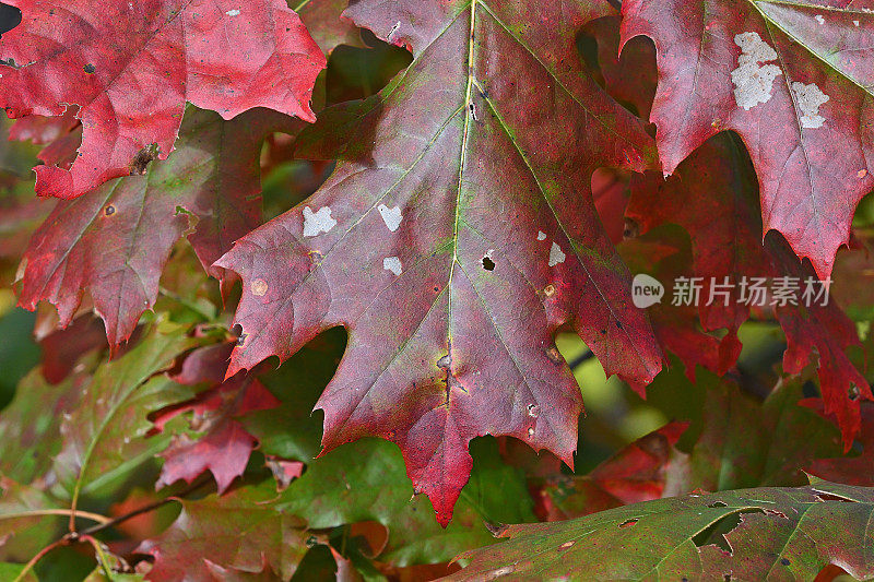 秋天的北方红橡树叶子