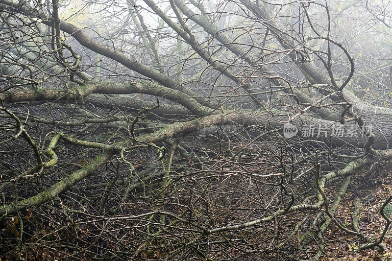 雾中无叶的树枝