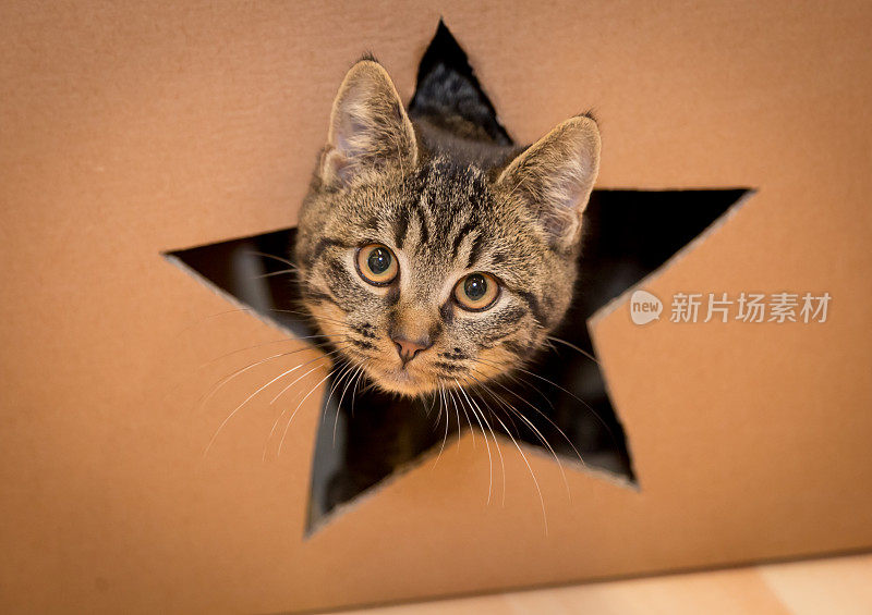 一只小斑猫好奇地从纸板箱的星形洞里探出头来