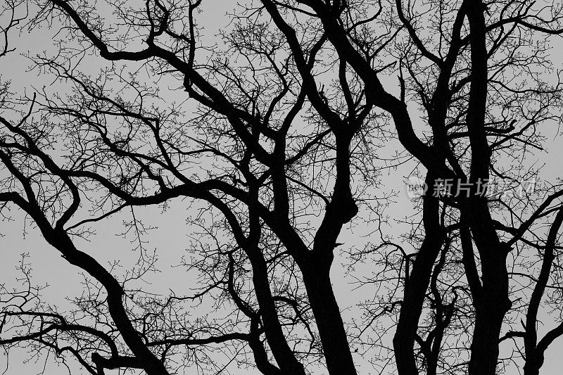 令人毛骨悚然压抑的黑白树顶树枝剪影照片。万圣节的神秘背景，恐怖文章，童话故事。