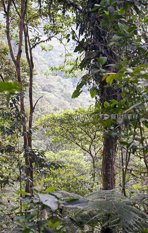 云雾森林肖像，亚马逊，厄瓜多尔，南美洲。