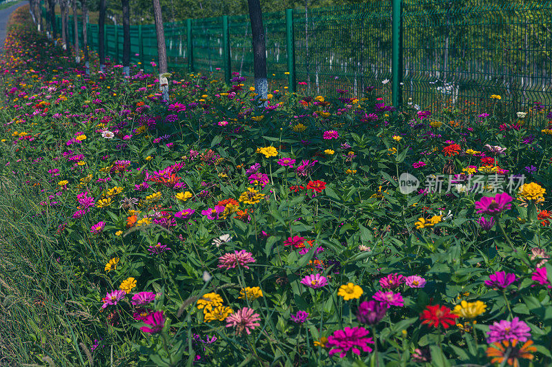 春天的花园里百花盛开。天然植物的背景。