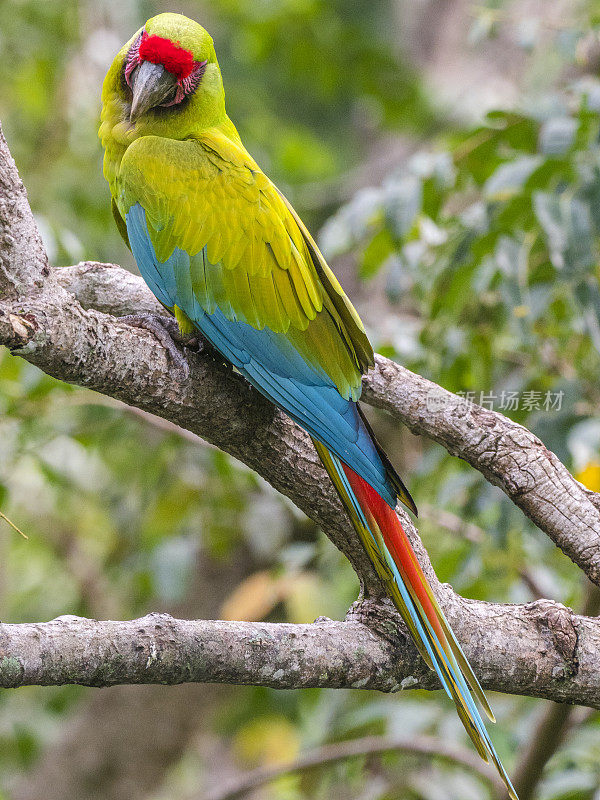 哥斯达黎加绿色金刚鹦鹉
