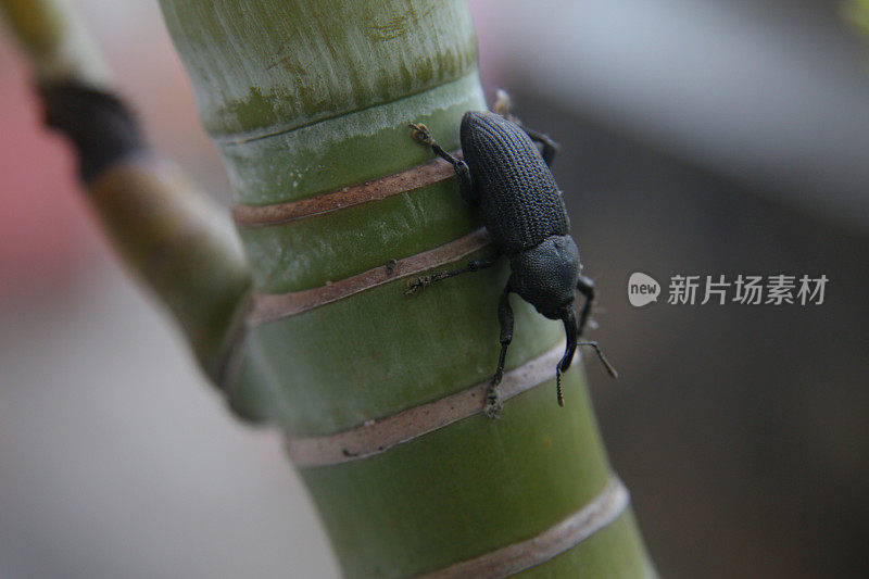 椰子钻甲虫