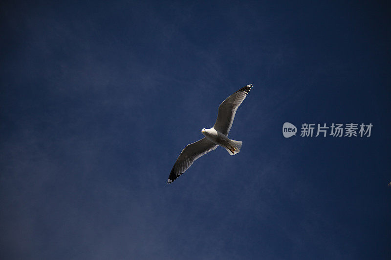 海鸥在天空中飞翔