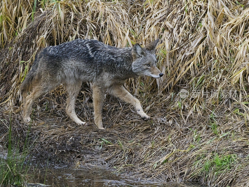 在俄勒冈州的池塘海岸线市区散步的土狼