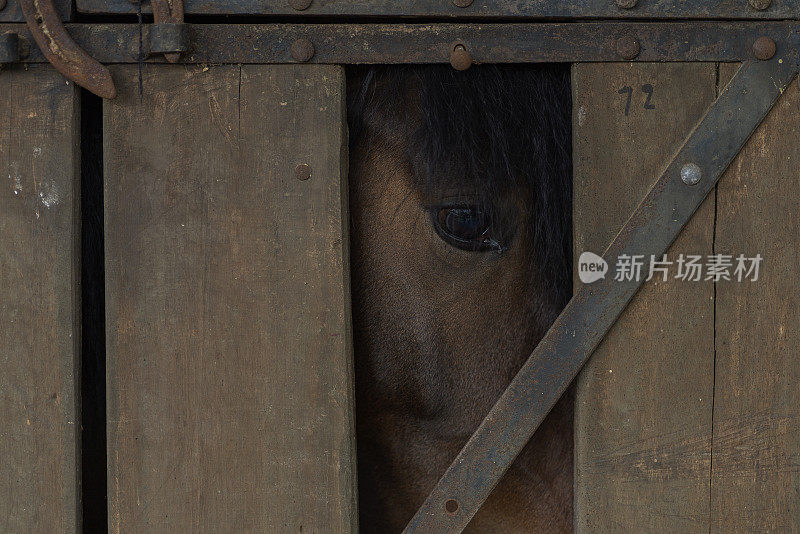 马在等待骑乘时被绑住