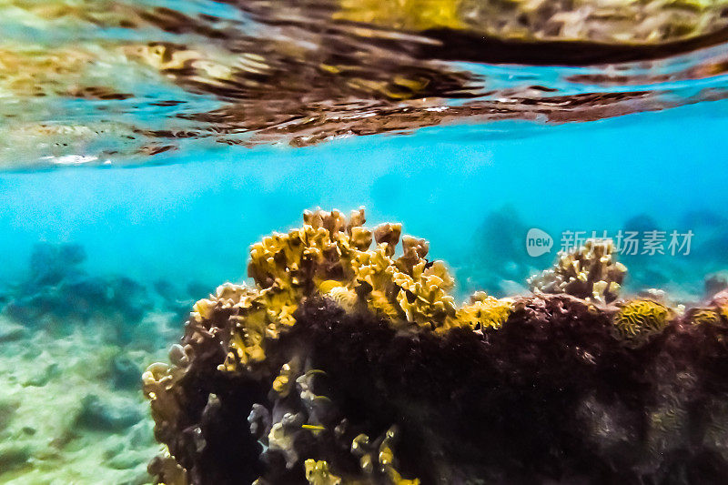 热带加勒比海洋生物水下珊瑚礁和海洋鱼类