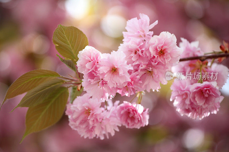 樱花在春天盛开
