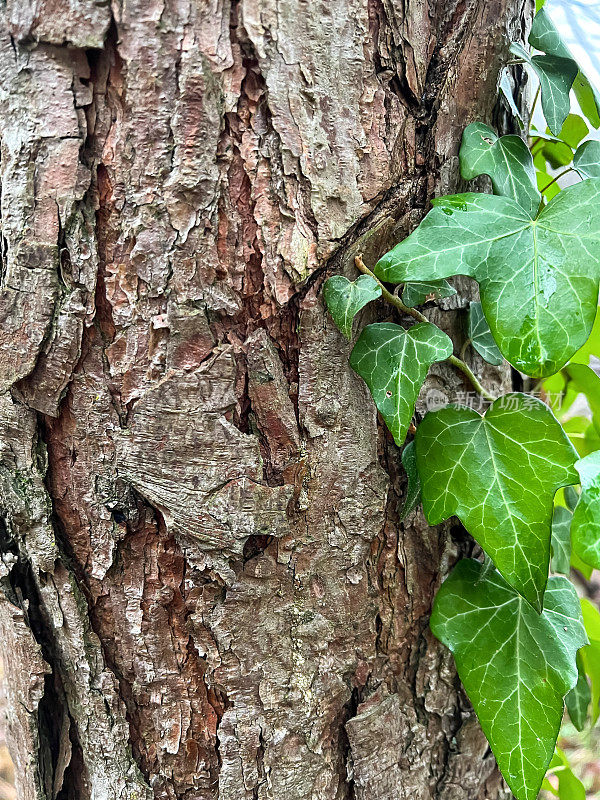 长满绿色植物的粗糙树皮。