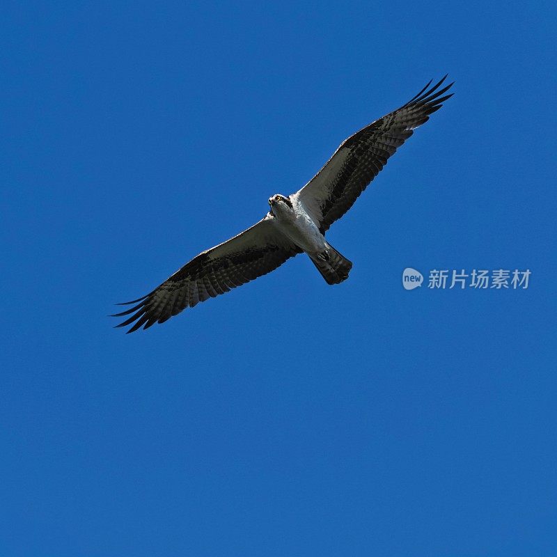 深蓝色的天空下，一只眼尖的鱼鹰在维埃拉湿地上空飞行