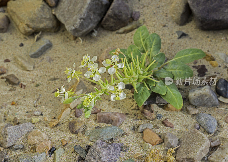 布氏樱草花是一种野花，被称为布氏晚樱草花，在加州死亡谷国家公园被发现。柳叶菜科。