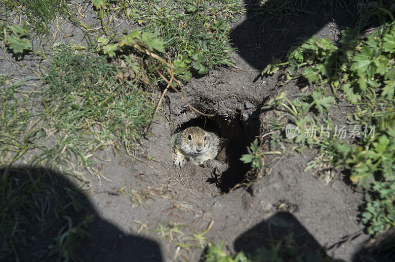 一只小地松鼠正躲在一个地洞里