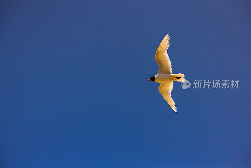 天空中的海鸥