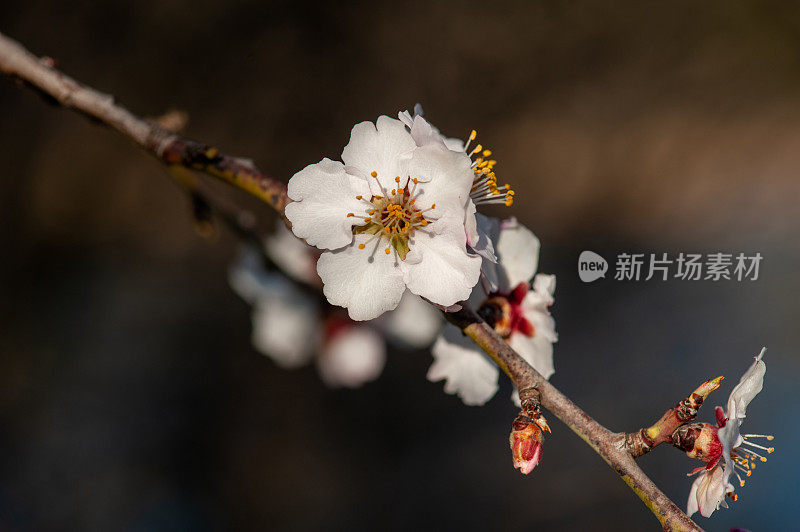 杏仁树开花