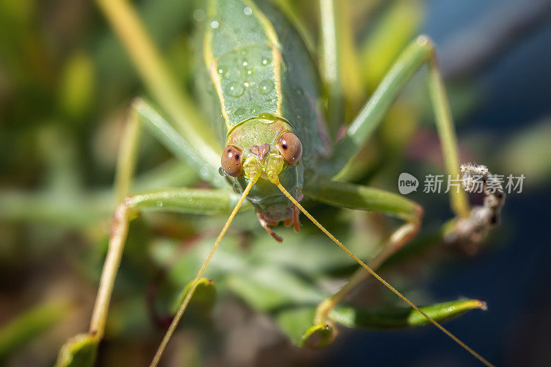 常见的绿色蚱蜢