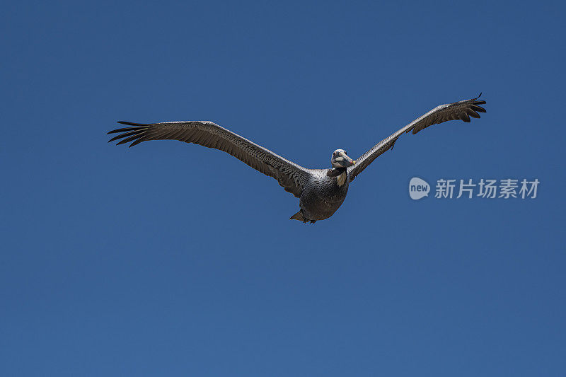 飞行中的褐鹈鹕