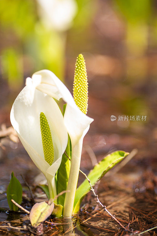 野花臭鼬，生长在小溪中的卷心菜