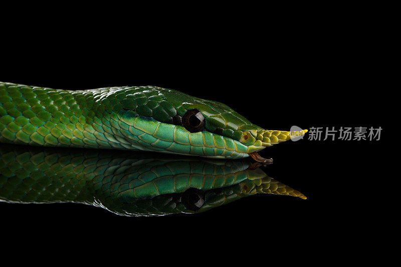 绿色长鼻蛇，犀牛鼠蛇