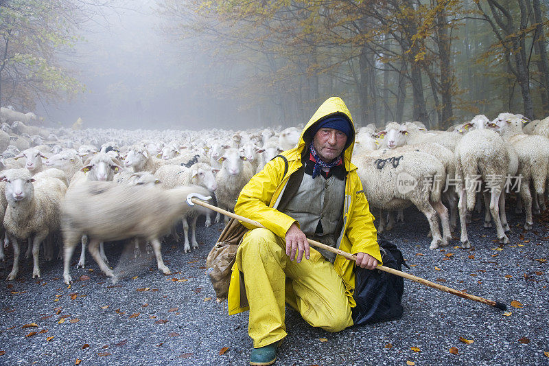 牧羊人牵着羊