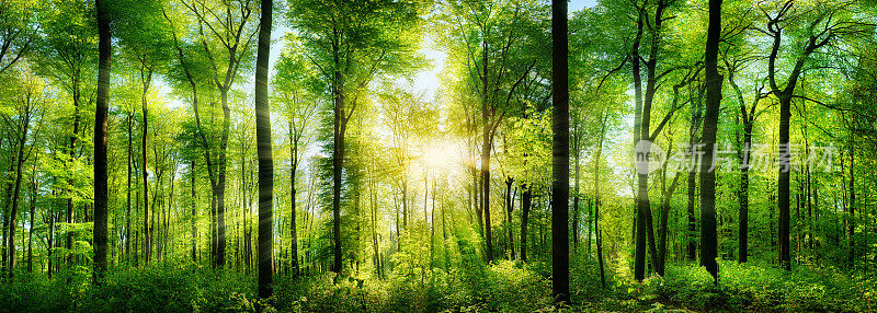 森林全景与光线的阳光