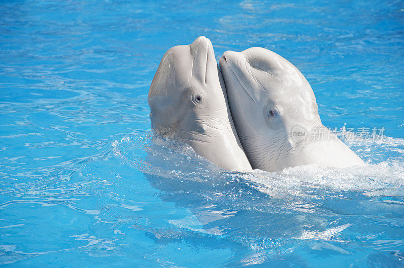 两个白鲸