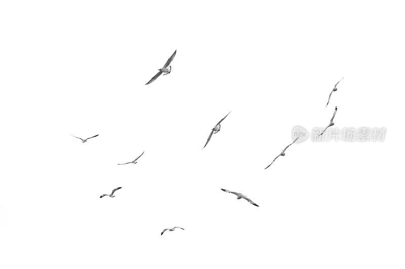 飞翔的鸟，孤立在白色背景上