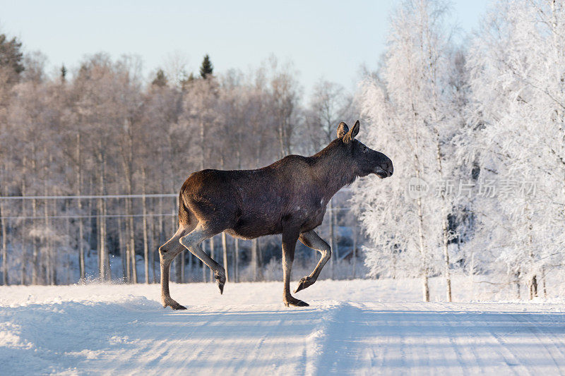 麋鹿妈妈穿过瑞典的一条冬天的马路
