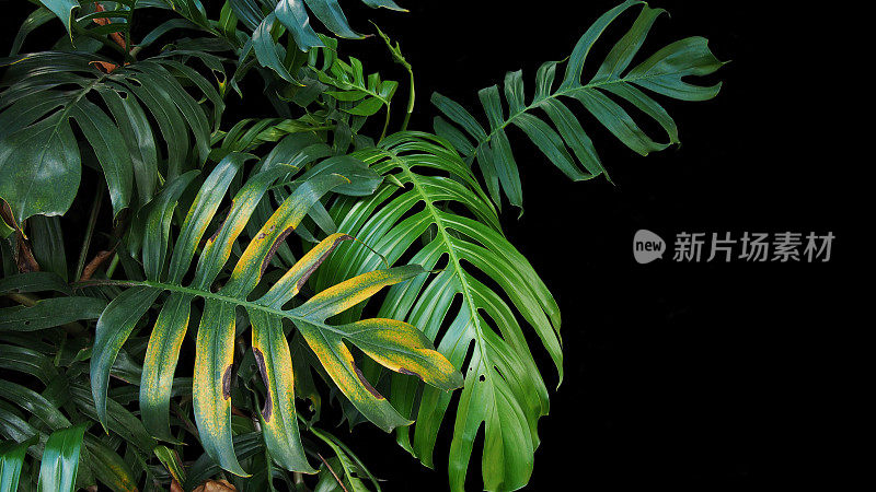 叶葵属野生植物，生长在热带森林植物，常绿藤本上呈黑色背景。