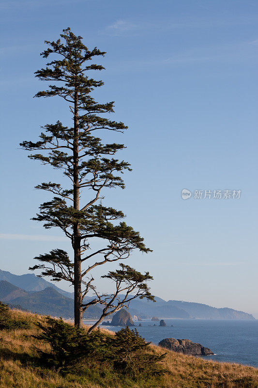 俄勒冈海岸的松树