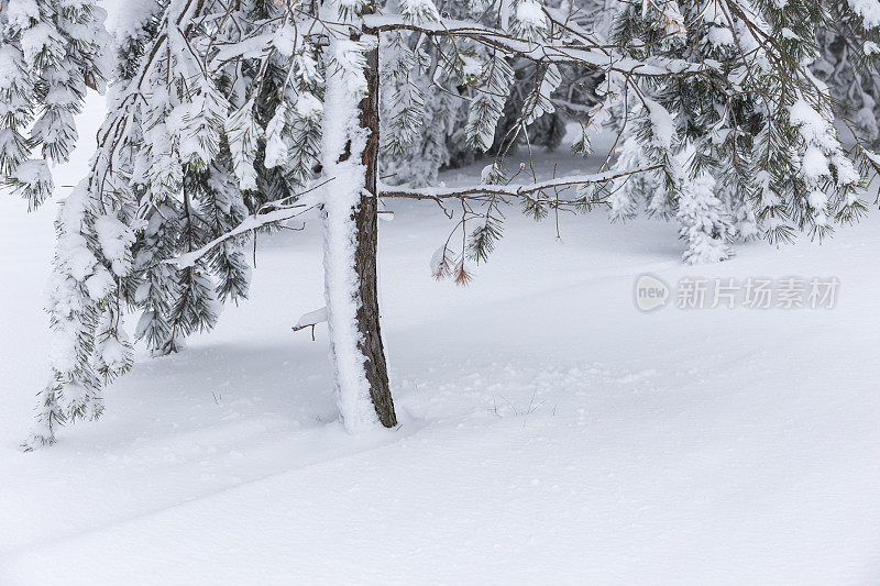 雪中的松树