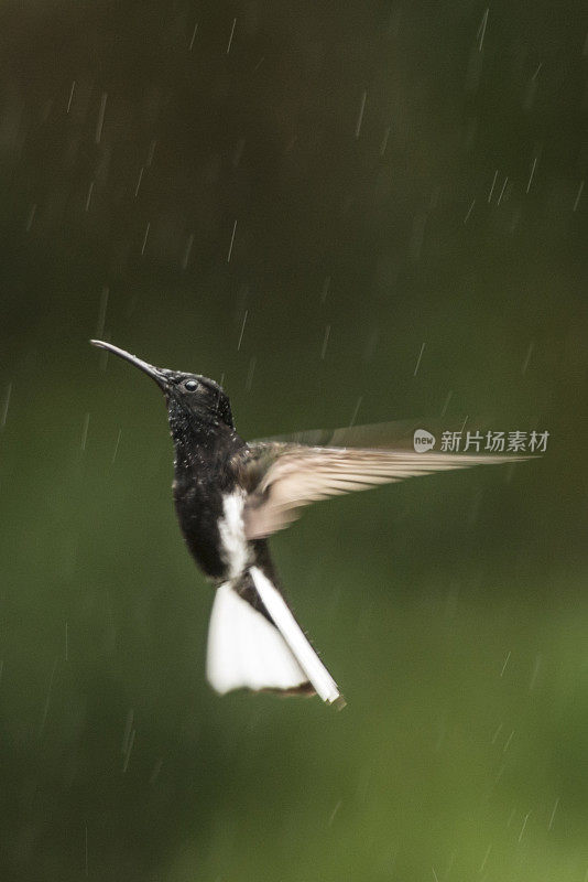 黑雅各宾（弗洛里苏加·福斯卡）