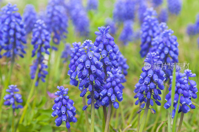 葡萄风信子(Muscari)