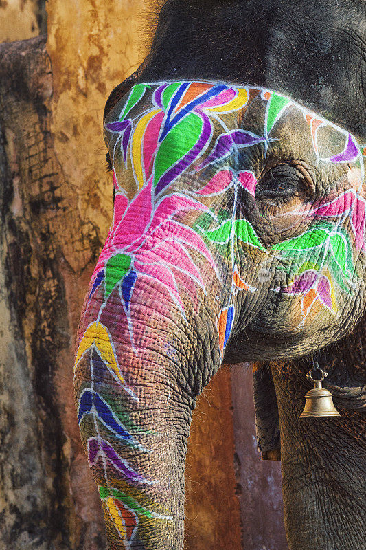 印度阿米尔的大象画像