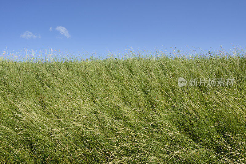 夏日蓝天下的绿草堤