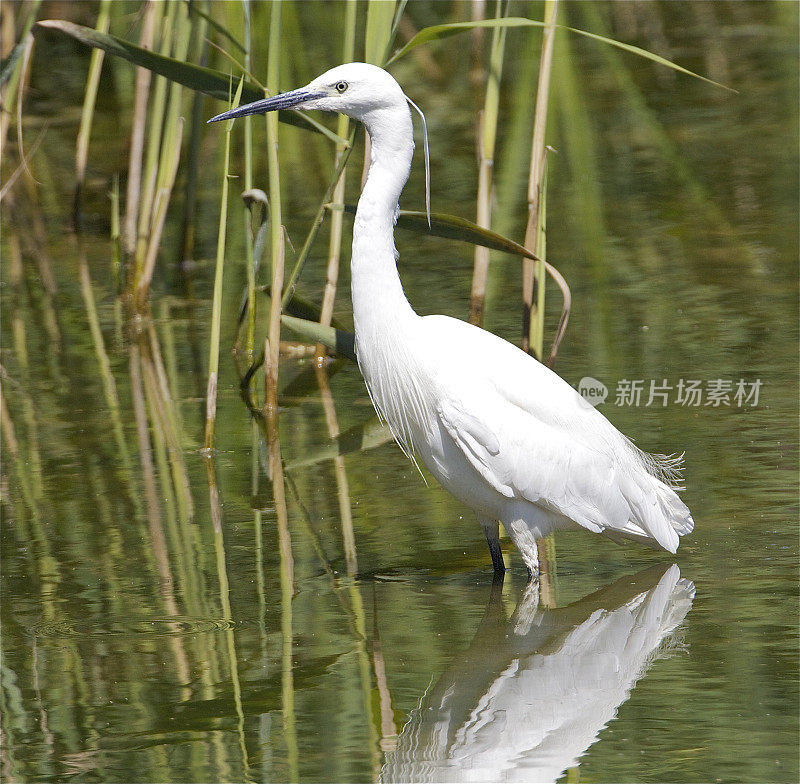 小白鹭