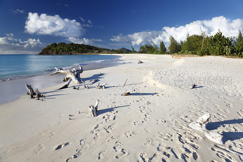 加勒比海滩浮木