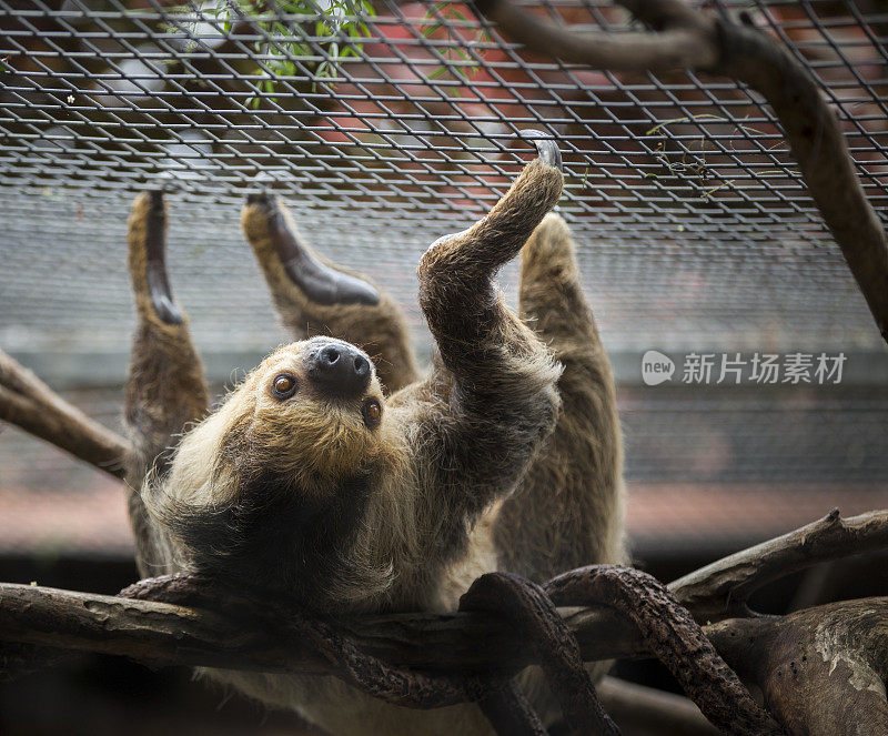 动物园里的树懒少年