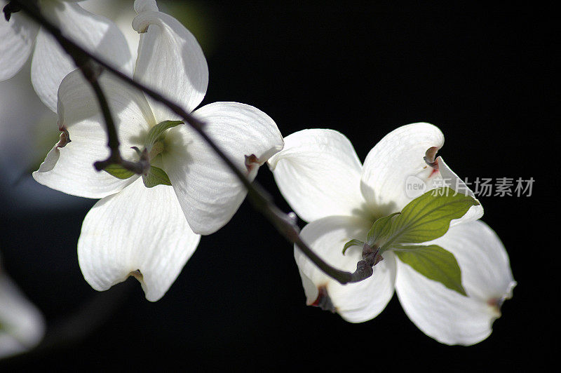 Wihte山茱萸