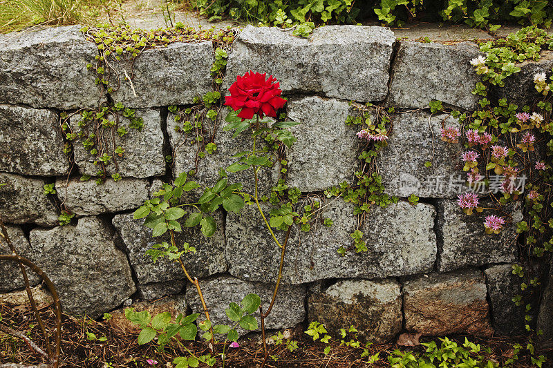 石墙上的红玫瑰。