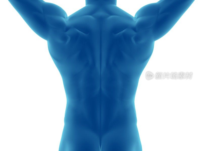 肌肉发达的男人的背部，手臂放在头上