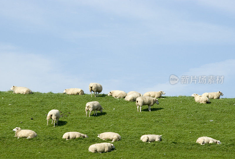 弗里斯兰堤坝上的绵羊(荷兰)