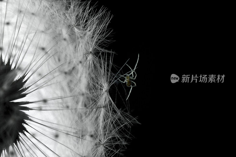 微距拍摄的蒲公英种子与水滴和蜘蛛