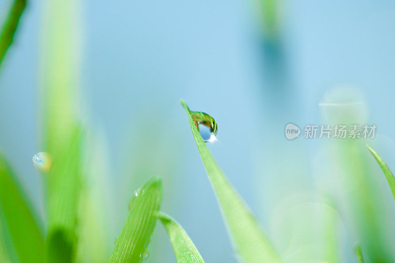 麦草叶片上的水滴