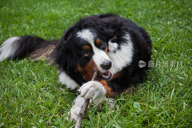 顽皮的伯尔尼山犬正在啃大树枝