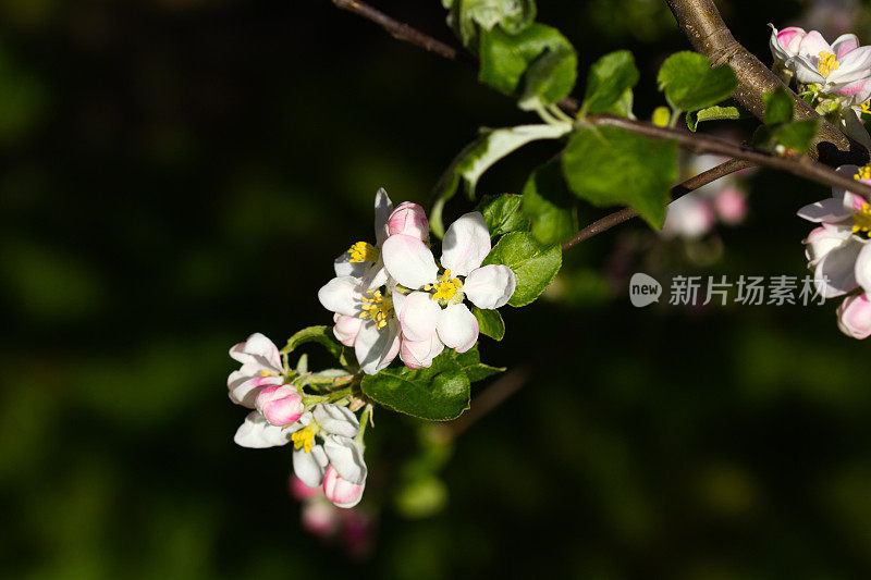 苹果树之花