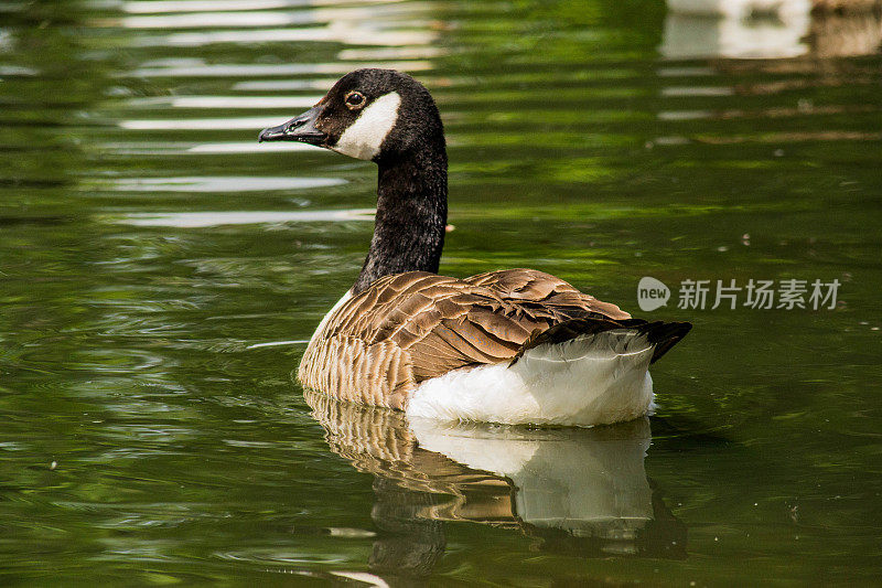 加拿大鹅