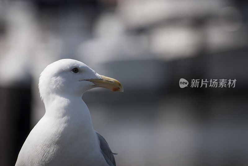 海鸥向右看