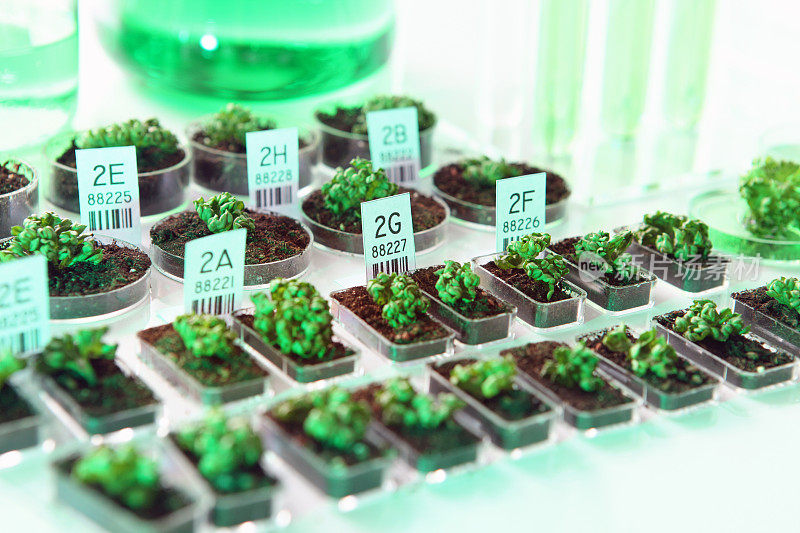 基因实验室:转基因生物、植物及种子、DNA实验